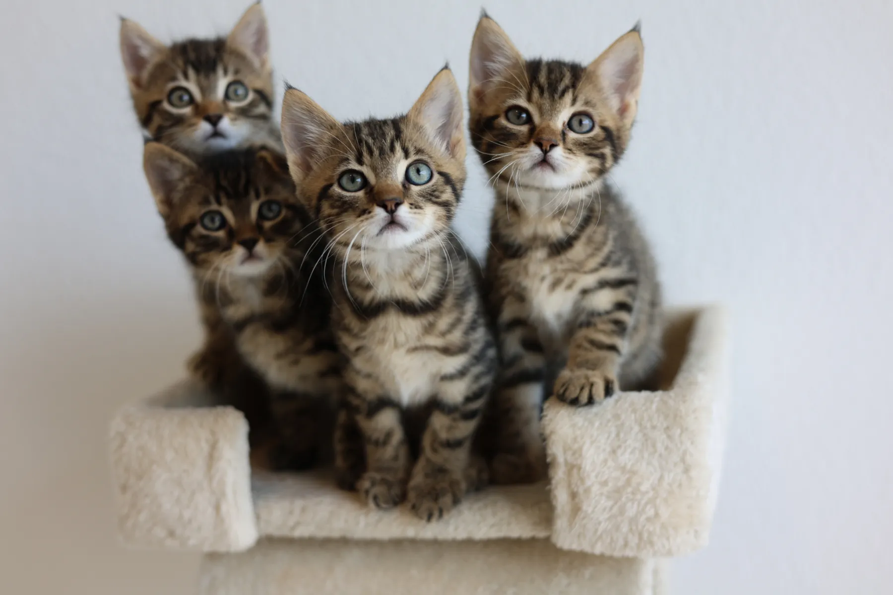 Kitten 7